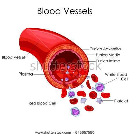 Blood Vessels Diagram