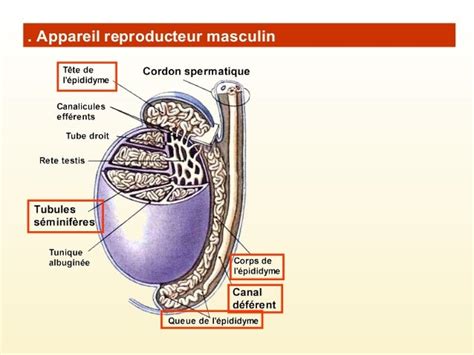 Appareil Genital Masculin