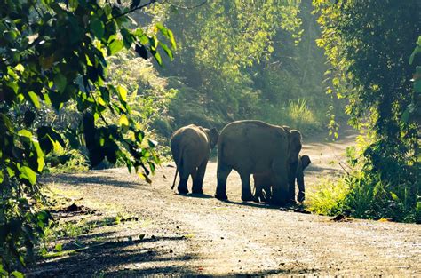 Besten Nationalparks In Malaysia Der Welt Reisender