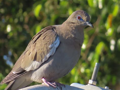 White Winged Dove From Bosques De Aragon Cdad Nezahualc Yotl M X