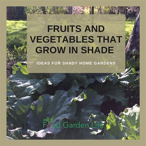 Guide To Fruits And Vegetables That Grow In Shade Food Garden Life