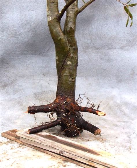 A Terrific Willow Oak To Develop Bonsai South