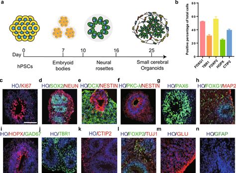 The Differentiation Of Small Human Cerebral Organoids In Vitro A