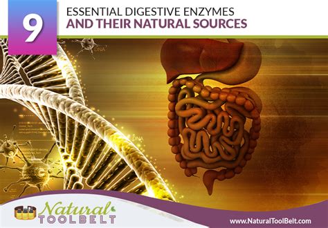 Essential Digestive Enzymes And Their Natural Sources Natural Toolbelt