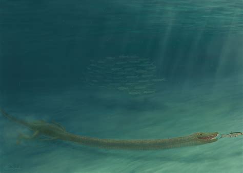 Weird 'broomstick' necked Triassic reptile named after mythical Greek sea monster | Live Science