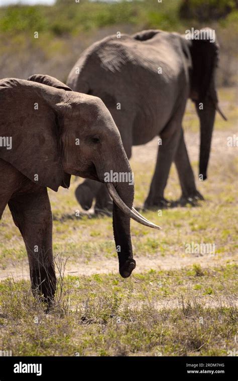 The Great Mighty Red African Elephants In Kenya In Tsavo East National