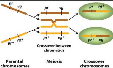 BHCS1005 Principles Of Heredity III Linkage And Recombination