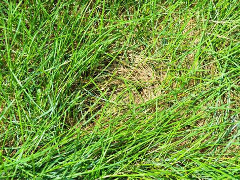 Spongy Lawn Issues How To Deal With Lawn Thatch Gardening Know How