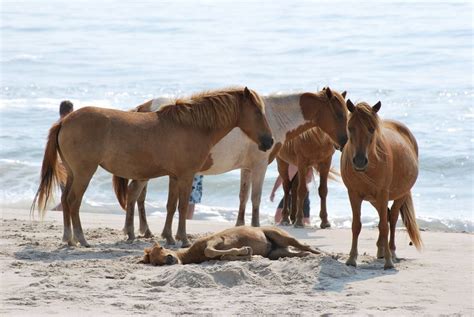 Wild Horses at Assateague Island National Park in Maryland (Assateague ...