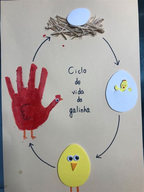 Ciclo De Vida Da Galinha Em Ciclos De Vida Vida Atividades