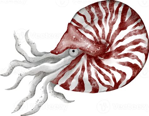 Concha De Desenho Animado Nautilus 16548380 Png