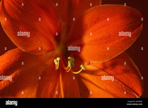 Red Orange Blossom Hippeastrum Stock Photo Alamy