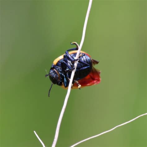 Swamp Milkweed Leaf Beetle Project Noah