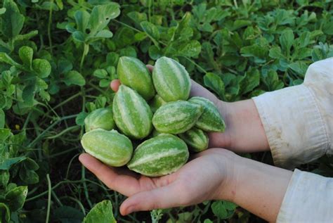 West Indian Gherkin Seeds Cucumbers