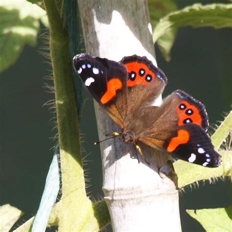 Kahukura Te Mata Park Trust