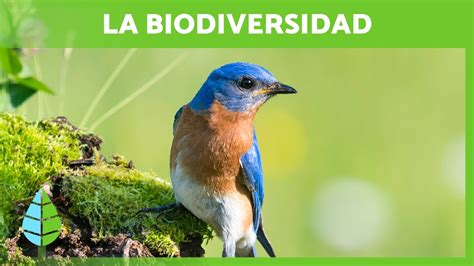 Qué es la BIODIVERSIDAD y su IMPORTANCIA YouTube