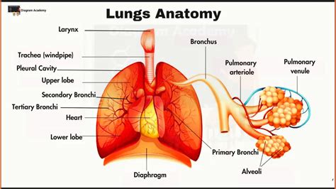 Human Lungs Anatomy Diagram with Labells