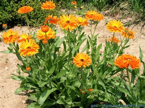 Calendula Officinalis Souci Officinal