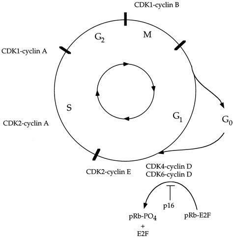 Cancer Cell Cycle Diagram