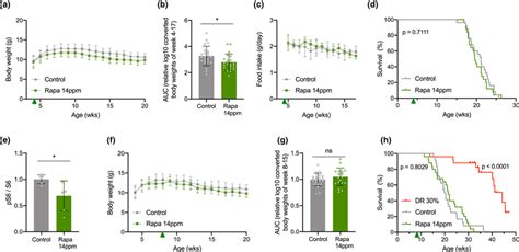 Different Timing Regimes Of Rapamycin Feeding Do Not Extend Life Span Download Scientific