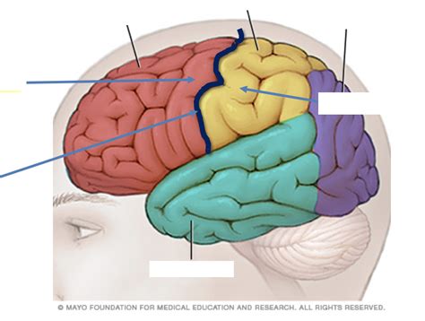 Cerebrum Lobes Diagram Quizlet