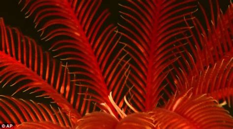 Four Legged Fish Goes For A Walk Along Ocean Floor In Stunning Photos