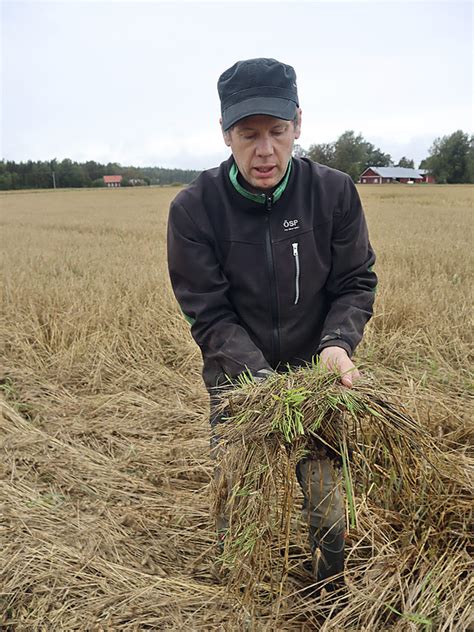 Tröskningen har gått trögt på grund av regnen