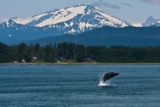 Alaska Whale Watching Cruise