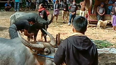 Pemotongan Kerbau Di Hari Ke Dan Ke Acara Pemakaman Mertua Dan Adik