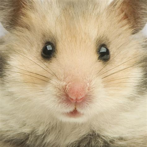 Un hámster con problemas de piel y pelo - The Pets