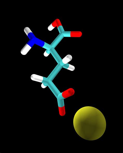 Monosodium Glutamate Molecule Photograph By Dr Tim Evans Pixels