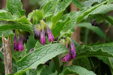 A Quoi Sert Le Purin De Consoude Au Jardin Plan Te Agrobio