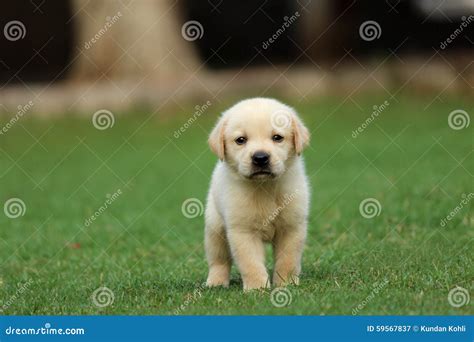 Labrador puppy wallpaper stock image. Image of innocnt - 59567837