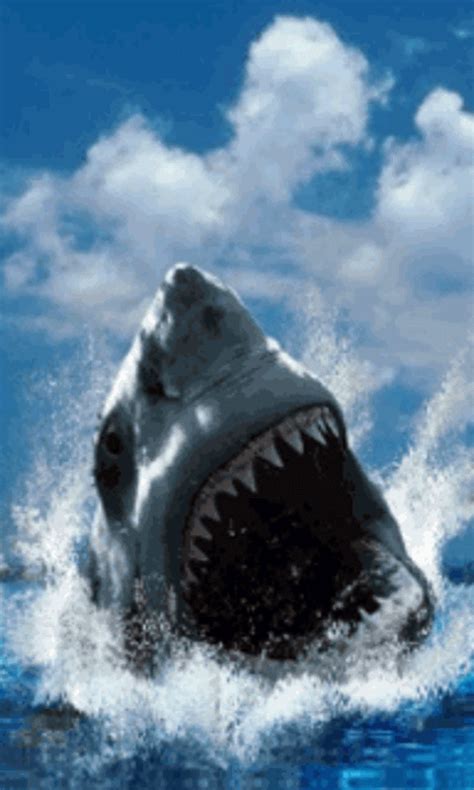 Shark Screensavers and Wallpaper - WallpaperSafari