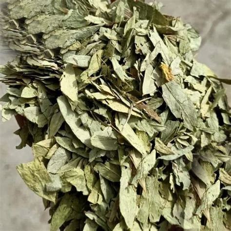 Green Dry Senna Leaves Packaging Type Loose Grade Medicine Grade At