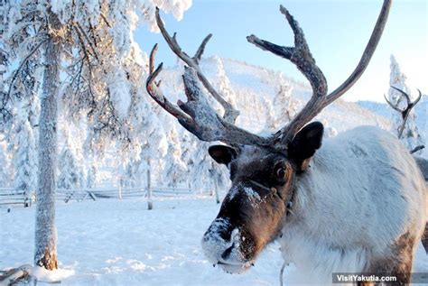 Reindeer Sleigh Ride In Oymyakon Republic Sakha Yakutia Siberia