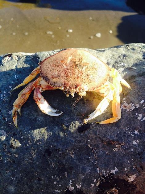 Premium Photo Close Up Of Crab On Rock