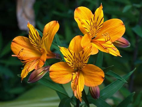 50 Tipos De Flores Clasificación Nombres Y Fotos Ecología Hoy