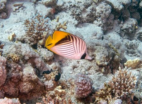 Un Pez Mariposa De Aleta De Hilo Chaetodon Auriga En El Mar Rojo De