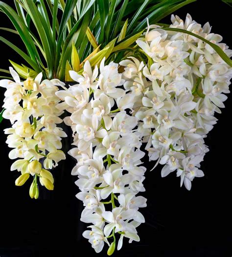 Cymbidium Sarah Jean Gx Ice Cascade Boat Orchid