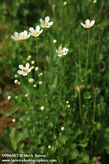 Parnassia Fimbriata Fringed Grass Of Parnassus Wildflowers Of The