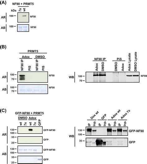 Nf90 Arginine Mutants And In Vivo Inhibitor Studies A Recombinant