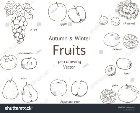 Vector Illustration Autumn Winter Fruits Drawing Stock Vector (Royalty ...