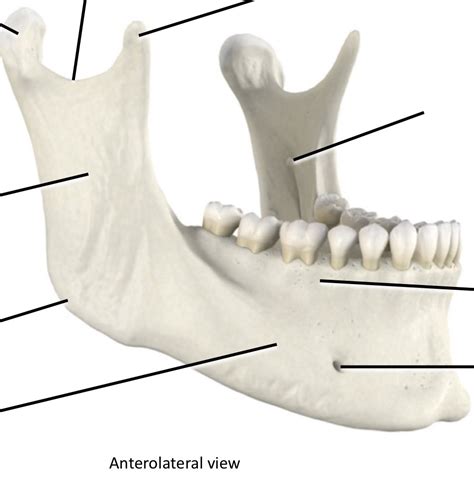 Mandible Diagram Quizlet