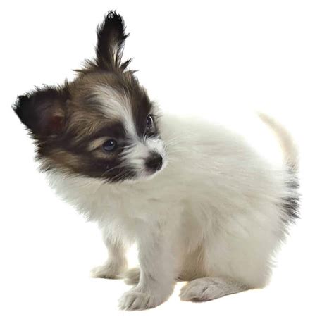 Papillon puppy potty training - Sharda'sDog World