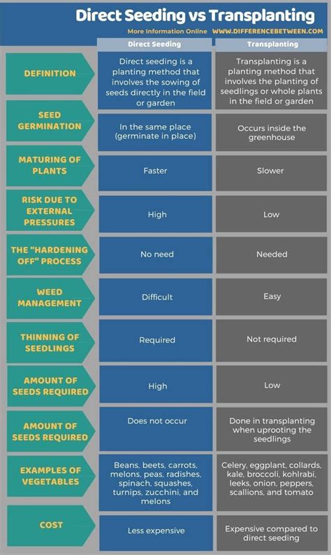 Difference Between Direct Seeding And Transplanting Garden Seeds