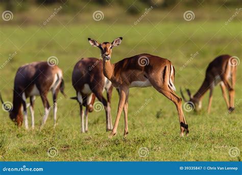 Wildlife Buck Herd Animal Stock Image Image Of Animals 39335847