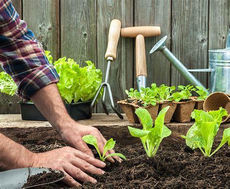 Cómo Empezar Un Huerto En Tu Jardín The Home Depot Blog