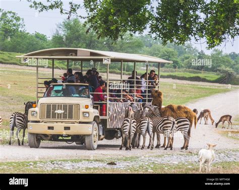 Monterrey, Nuevo León/ México - 4/8/2018: [Photograph of a safari truck surrounded by animals in ...