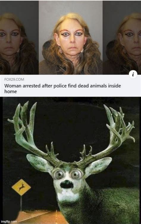 View 28 Funny Deer In Headlights Meme - moselseesz